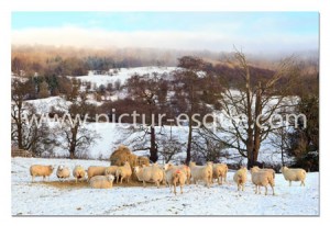 Bleak Midwinter, North Yorkshire Bleak Midwinter, North Yorkshire by Charlotte Gale