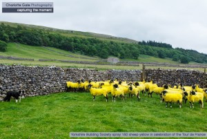 Yorkshire Building Society yellow sheep kettlewell