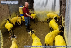 Yorkshire Building Society yellow sheep kettlewell