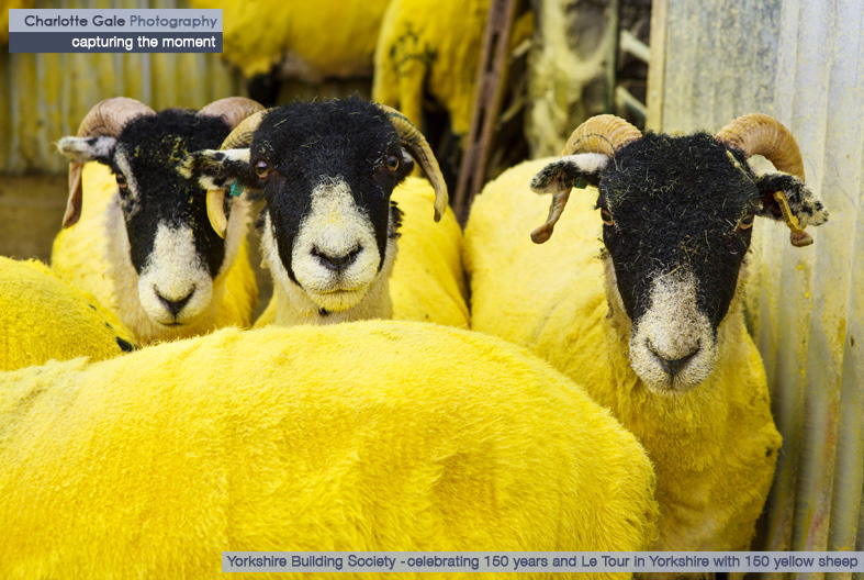 Yorkshire Building Society Tour de France Yellow Sheep