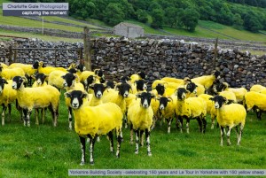 Yorkshire Building Society Tour de France Yellow Sheep