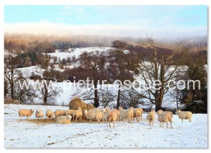 Sheep Christmas card