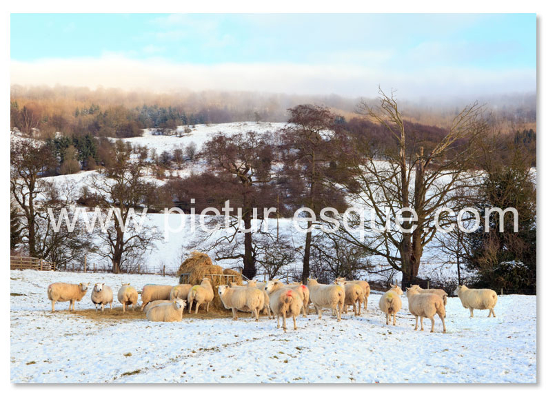 Sheep Christmas card by Charlotte Gale Photography