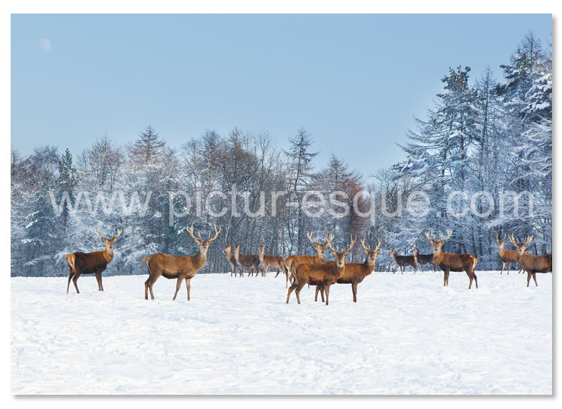 Deer in the Snow Christmas Card