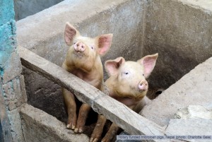 Microloan Pigs in Nepal