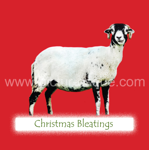 Red Swaledale Sheep Christmas Card