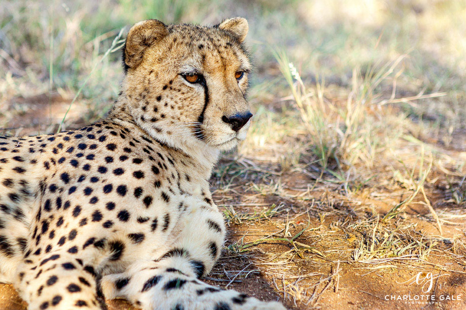 Charlotte-Gale-Cheetah-South-Africa
