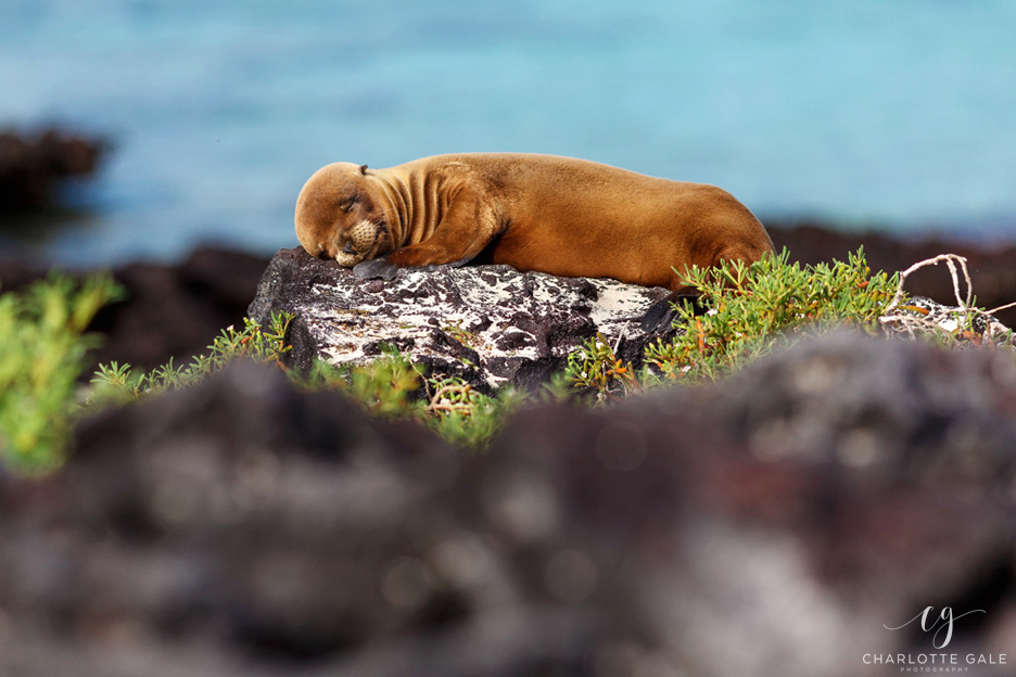 Charlotte-Gale-Ecuador-Galapagos-Baby-Sealion-Sleeping