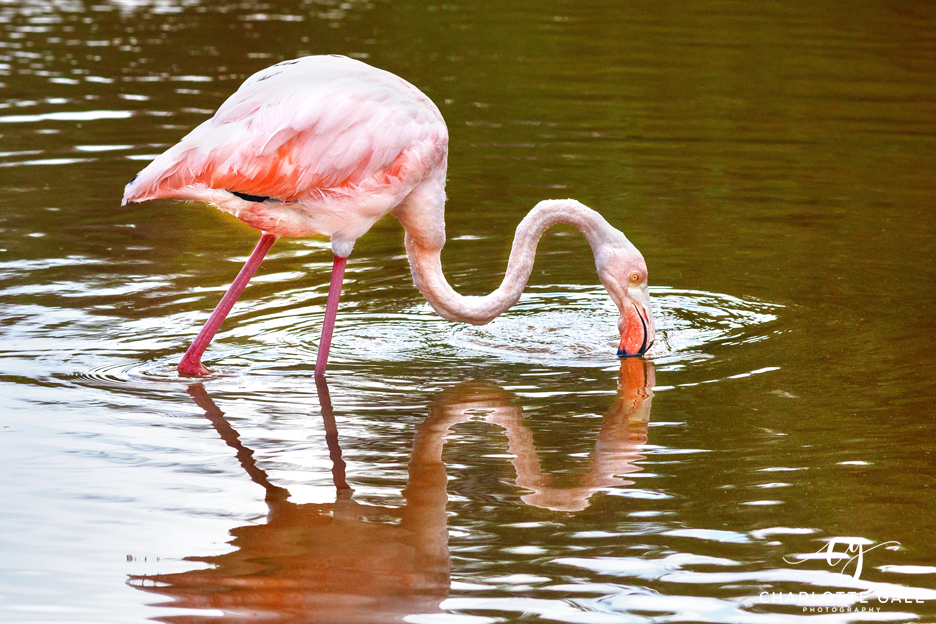 Flamingo - Galapagos Islands