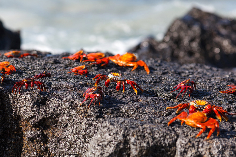 Sally Lightfoot Crabs - Galapagos Islands