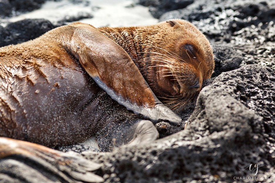 Sleeping Sealion - Galapagos Islands