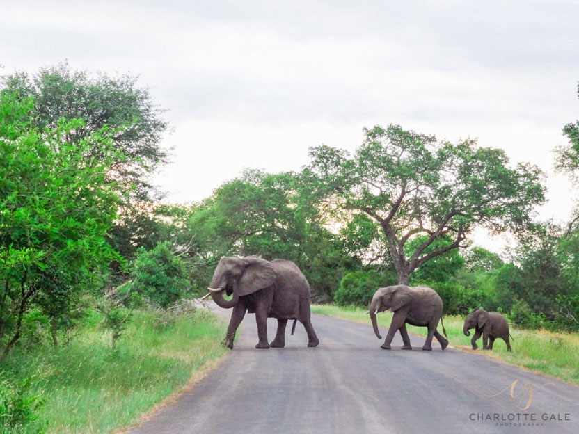 Charlotte-Gale-Elephants-South-Africa