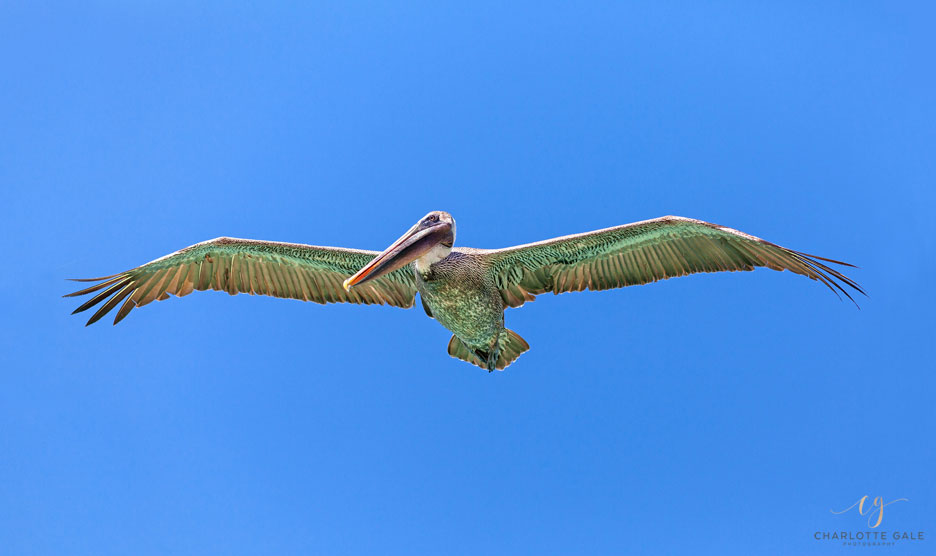 Pelican - Galapagos Islands