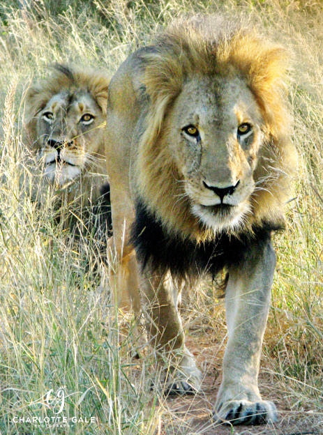Lions in Limpopo Province, South Africa