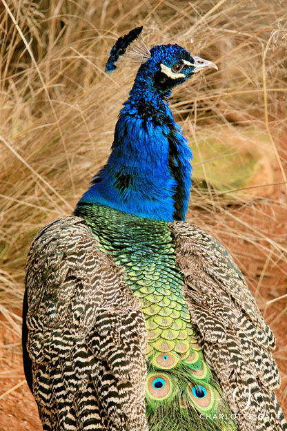 Peacock - Australia
