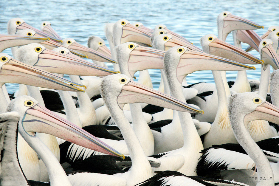 Pelicans Australia