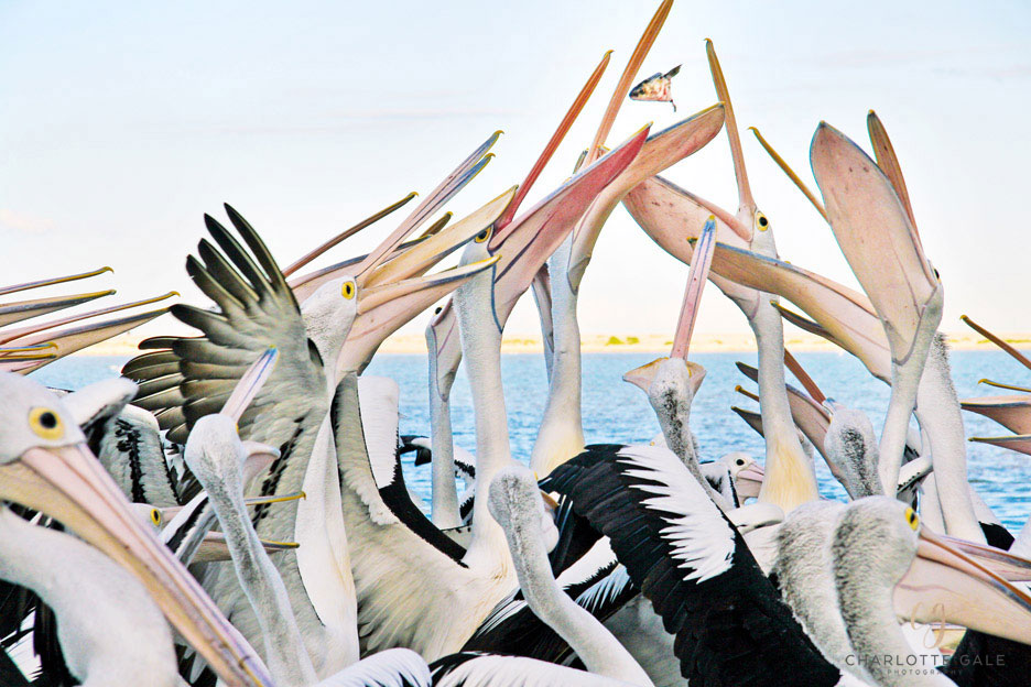 Charlotte-Gale-Pelicans-Australia-Fish