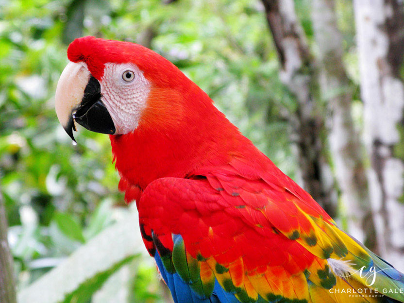 Scarlett Macaw in the Peruvian Amazon