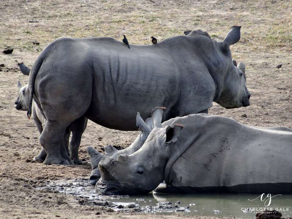 Rhinos South Africa