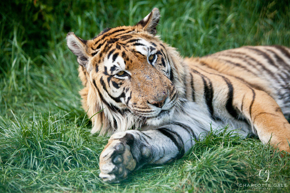 Tiger by Charlotte Gale Photography