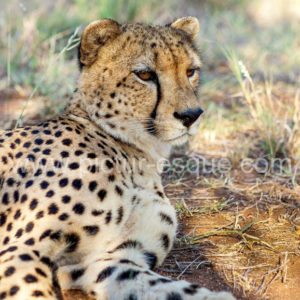 Cheetah