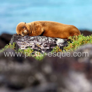 Baby Sea Lion