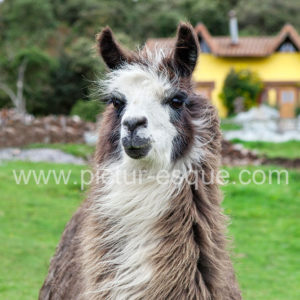 Llama