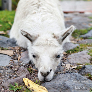 Banana Llama