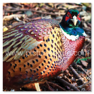 Pheasant