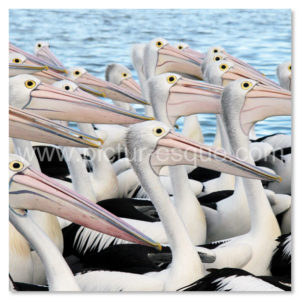 Pelicans