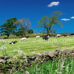 Cows Nidderdale