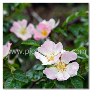 Wild Rose