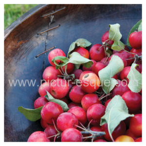 Crab Apples