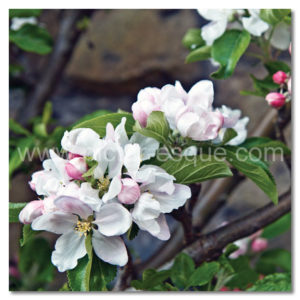 Apple Blossom