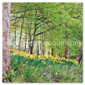 Daffodil Wood