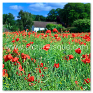 Poppies Goldsborough