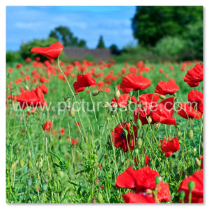 Poppies North Yorkshire