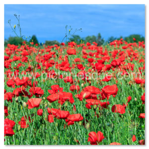 Poppy Field