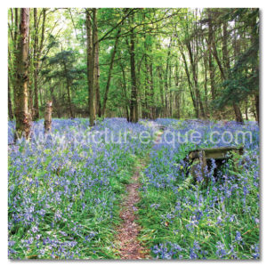 Bluebell Wood