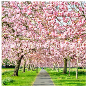 Cherry Blossom Harrogate