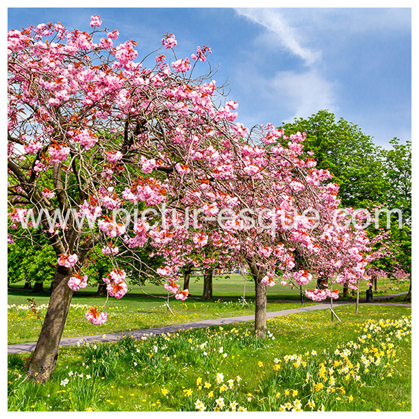 Cherry Blossom Harrogate