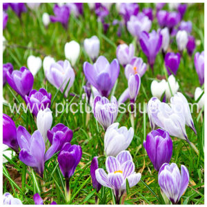 Crocuses