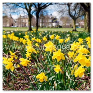 Stray Daffodils Harrogate