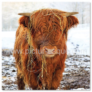 Highland Calf Christmas Card by Charlotte Gale