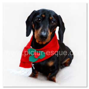 Miniature Dachshund Christmas Card by Charlotte Gale