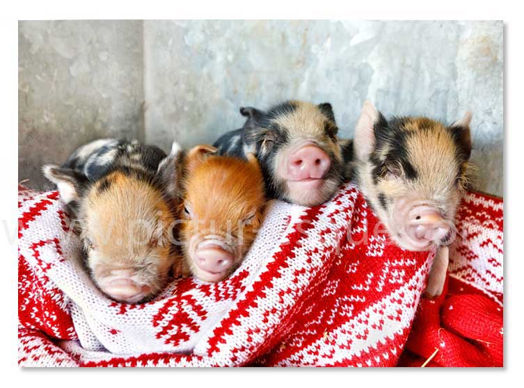 Pigs in Blankets Christmas card by Charlotte Gale