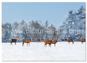 Deer in the snow Christmas card