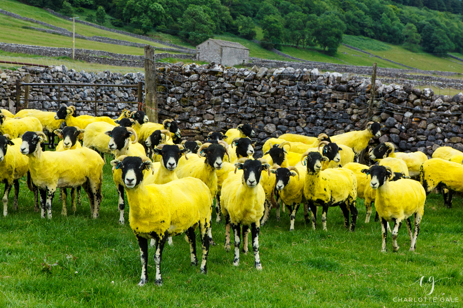 Yellow Sheep for Yorkshire Building Society
