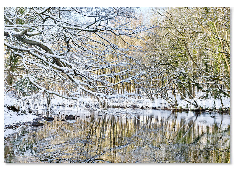 A Christmas card featuring a photo by Charlotte Gale of Nidd Gorge near Knaresborough in the snow