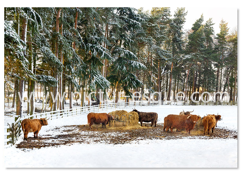 Highland Cattle in the Snow Christmas Card